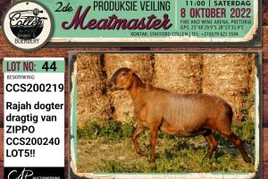 LOT 44 1X MEATMASTER OOI/EWE PREGNANT COLLEN BOERDERY