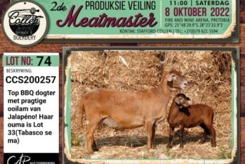 LOT 74 1+1X MEATMASTER OOI/EWE COLLEN BOERDERY