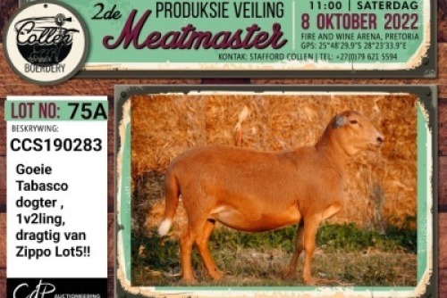 LOT 75 4+2X MEATMASTER OOI/EWE COLLEN BOERDERY