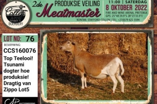 LOT 76 1X MEATMASTER OOI/EWE COLLEN BOERDERY