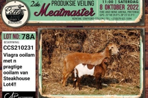 LOT 78 2+2X MEATMASTER OOI/EWE COLLEN BOERDERY