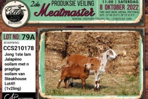 LOT 79 3+3X MEATMASTER OOI/EWE COLLEN BOERDERY