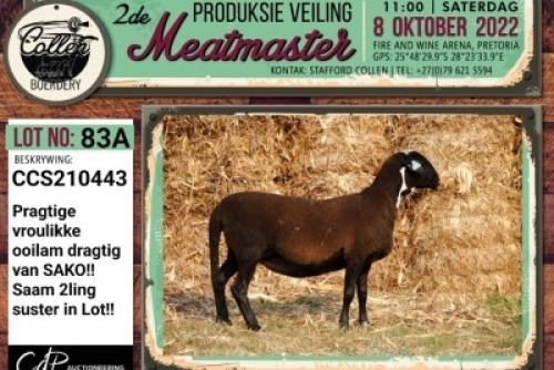 LOT 83 2X MEATMASTER OOI/EWE COLLEN BOERDERY