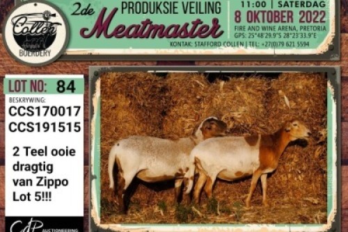 LOT 84 2X MEATMASTER OOI/EWE COLLEN BOERDERY