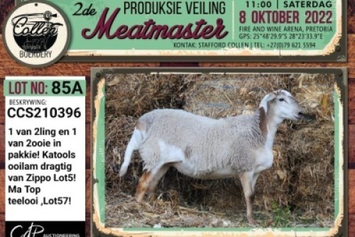 LOT 85 2X MEATMASTER OOI/EWE COLLEN BOERDERY