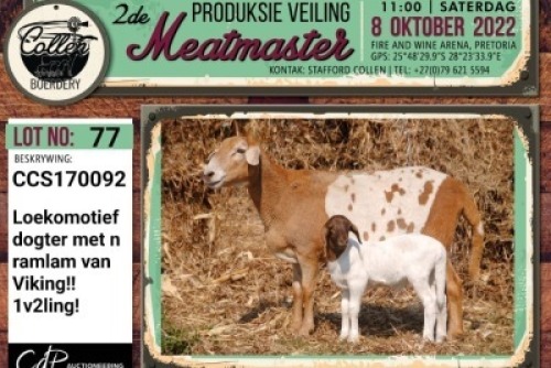 LOT 77 1+1X MEATMASTER OOI/EWE COLLEN BOERDERY