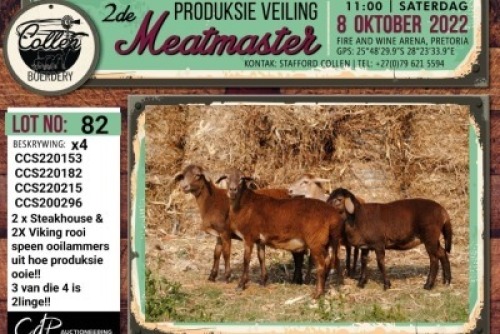 LOT 82 4X MEATMASTER OOI/EWE COLLEN BOERDERY