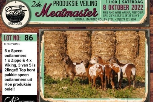 LOT 86 5X MEATMASTER OOI/EWE COLLEN BOERDERY