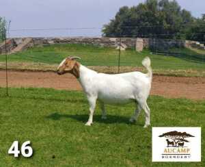 LOT 46 1X BOER GOAT FLOCK DOE BERTIE AUCAMP BOERBOKSTOET