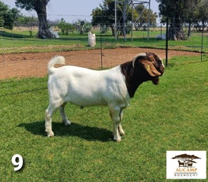 LOT 9 1X BOER GOAT FLOCK BUCK BERTIE AUCAMP BOERBOKSTOET