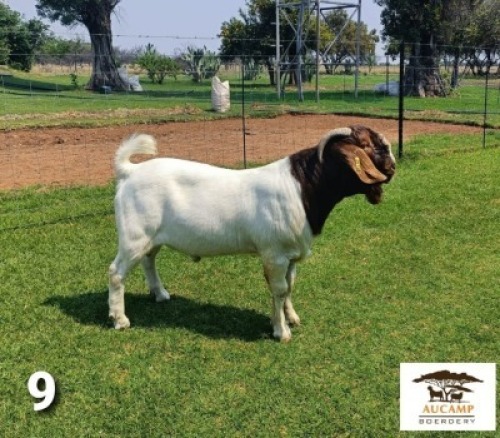 LOT 9 1X BOER GOAT FLOCK BUCK BERTIE AUCAMP BOERBOKSTOET