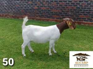 LOT 50 1X BOER GOAT FLOCK DOE BERTIE AUCAMP BOERBOKSTOET