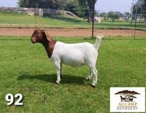 LOT 92 1X BOER GOAT FLOCK DOE BERTIE AUCAMP BOERBOKSTOET