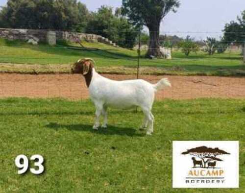 LOT 93 1X BOER GOAT STUD DOE BERTIE AUCAMP BOERBOKSTOET