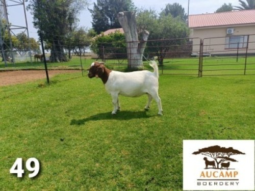 LOT 49 1X BOER GOAT FLOCK DOE BERTIE AUCAMP BOERBOKSTOET