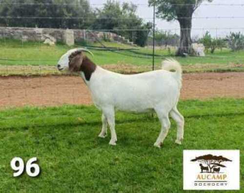 LOT 96 1X BOER GOAT STUD DOE BERTIE AUCAMP BOERBOKSTOET