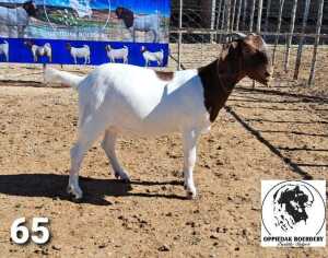 LOT 65 1X BOER GOAT FLOCK DOE OPPIDAK BOERBOKSTOET