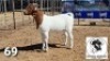 LOT 69 1X BOER GOAT FLOCK DOE OPPIDAK BOERBOKSTOET