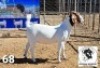 LOT 68 1X BOER GOAT FLOCK DOE OPPIDAK BOERBOKSTOET