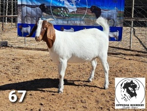 WITHDRAW - LOT 67 1X BOER GOAT DOE OPPIDAK BOERBOKSTOET