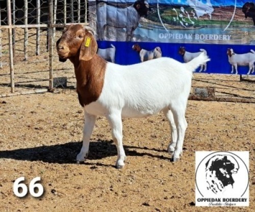 LOT 66 1X BOER GOAT FLOCK DOE OPPIDAK BOERBOKSTOET