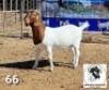 LOT 66 1X BOER GOAT FLOCK DOE OPPIDAK BOERBOKSTOET
