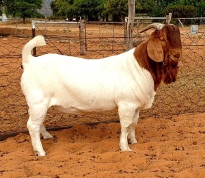 LOT 10 1X BOER GOAT STUD BUCK HENNIE LE ROUX BOERBOKSTOET