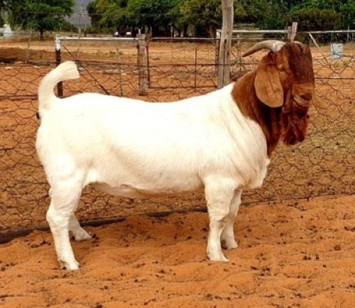 LOT 10 1X BOER GOAT STUD BUCK HENNIE LE ROUX BOERBOKSTOET