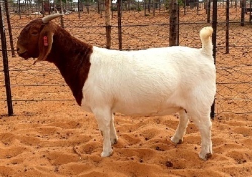 LOT 51 1X BOER GOAT FLOCK DOE HENNIE LE ROUX BOERBOKSTOET