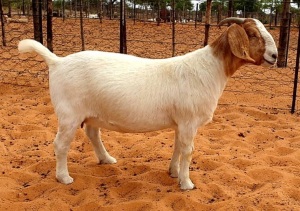 WITDRAW - LOT 52 1X BOER GOAT DOE HENNIE LE ROUX BOERBOKSTOET