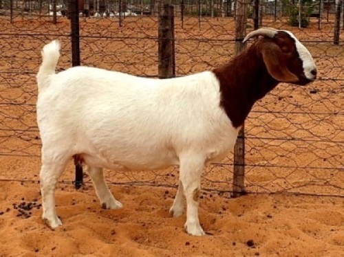 LOT 53 1X BOER GOAT STUD DOE HENNIE LE ROUX BOERBOKSTOET