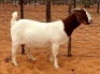 LOT 53 1X BOER GOAT STUD DOE HENNIE LE ROUX BOERBOKSTOET