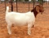 LOT 54 1X BOER GOAT FLOCK DOE HENNIE LE ROUX BOERBOKSTOET