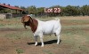 LOT 23 1X BOER GOAT FLOCK BUCK KNIPMES BOERBOKSTOET