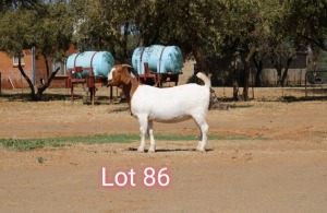 LOT 86 1X BOER GOAT FLOCK DOE KNIPMES BOERBOKSTOET