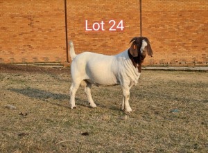 LOT 24 1X BOER GOAT FLOCK BUCK KNIPMES BOERBOKSTOET