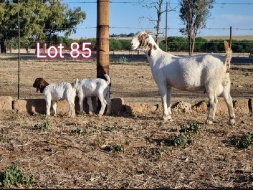 LOT 85 1+2X BOER GOAT STUD DOE KNIPMES BOERBOKSTOET