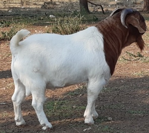 LOT 21 1X BOER GOAT FLOCK BUCK LENIZE BOERBOKSTOET