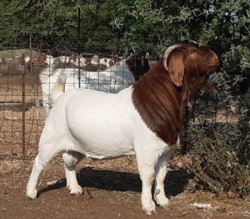 LOT 19 1X BOER GOAT FLOCK BUCK LENIZE BOERBOKSTOET