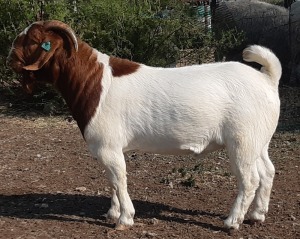 LOT 20 1X BOER GOAT FLOCK BUCK LENIZE BOERBOKSTOET