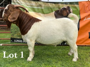 LOT 1 1X BOER GOAT FLOCK BUCK LUKAS BURGER BOERBOKSTOET