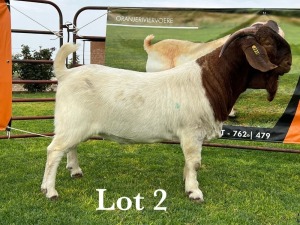 LOT 2 1X BOER GOAT FLOCK BUCK LUKAS BURGER BOERBOKSTOET