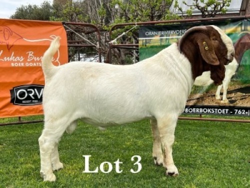 LOT 3 1X BOER GOAT FLOCK BUCK LUKAS BURGER BOERBOKSTOET