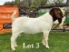 LOT 3 1X BOER GOAT FLOCK BUCK LUKAS BURGER BOERBOKSTOET