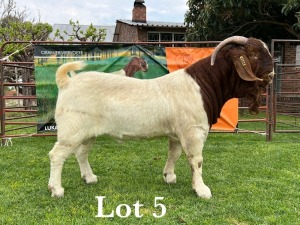 LOT 5 1X BOER GOAT STUD BUCK LUKAS BURGER BOERBOKSTOET