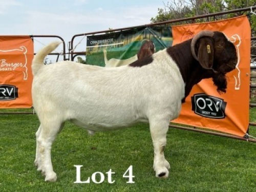 LOT 4 1X BOER GOAT FLOCK BUCK LUKAS BURGER BOERBOKSTOET