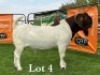LOT 4 1X BOER GOAT FLOCK BUCK LUKAS BURGER BOERBOKSTOET