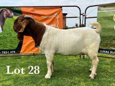 LOT 28 1X BOER GOAT FLOCK BUCK LUKAS BURGER BOERBOKSTOET