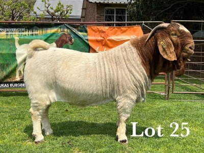 LOT 25 1X BOER GOAT STUD BUCK LUKAS BURGER BOERBOKSTOET