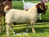 WITHDRAW - LOT 26 1X BOER GOAT BUCK LUKAS BURGER BOERBOKSTOET